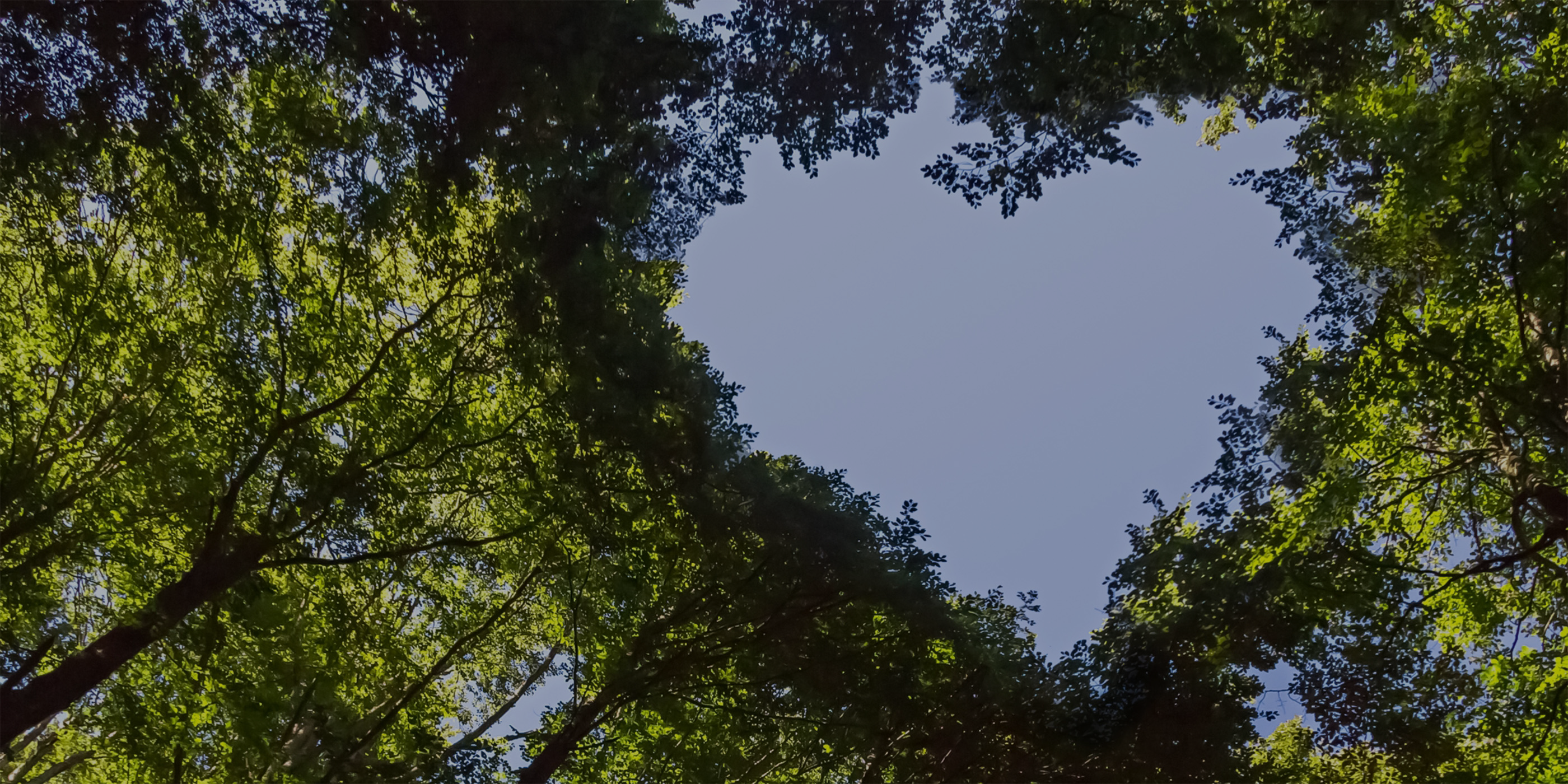 Hammermil Heart Forest_Dark Overlay Hammermil Heart Forest_Dark Overlay